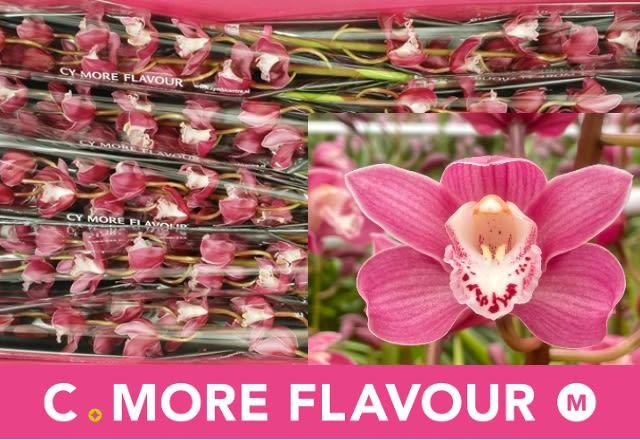 Срезанные цветы оптом Minicymbidium isabel sande от 10шт из Голландии с доставкой по России