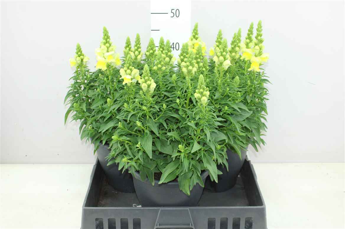 Горшечные цветы и растения оптом Antirrhinum Sultan Yellow X от 3шт из Голландии с доставкой по России