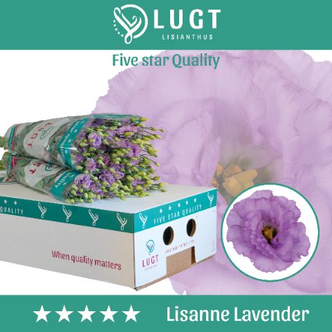 Срезанные цветы оптом Lisianthus do lisanne deep lavender от 140шт из Голландии с доставкой по России