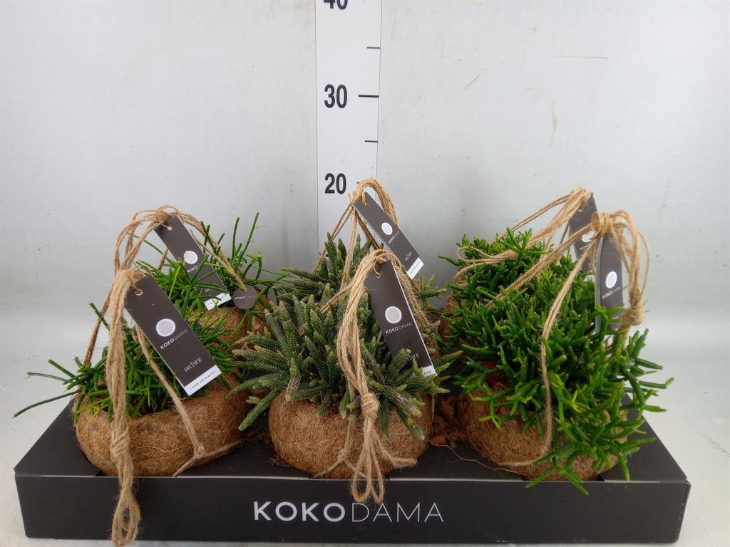 Горшечные цветы и растения оптом Rhipsalis   ...mix от 6шт из Голландии с доставкой по России