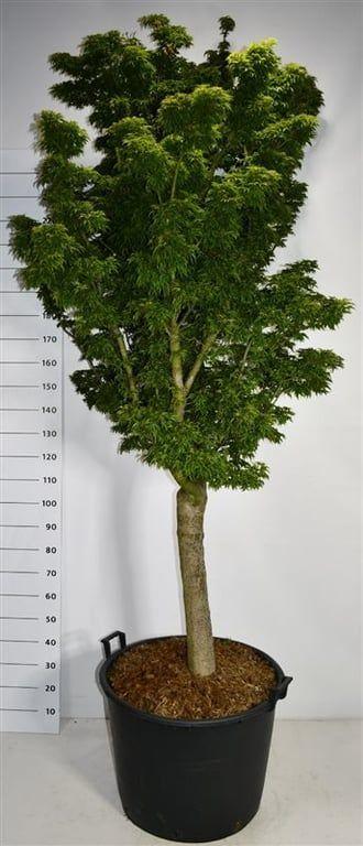 Горшечные цветы и растения оптом Acer Palm Shishigashira от 1шт из Голландии с доставкой по России