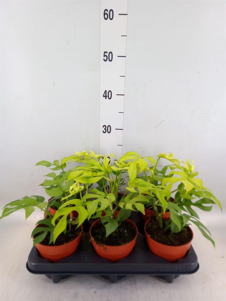 Горшечные цветы и растения оптом Rhaphidophora Tetrasperma от 6шт из Голландии с доставкой по России