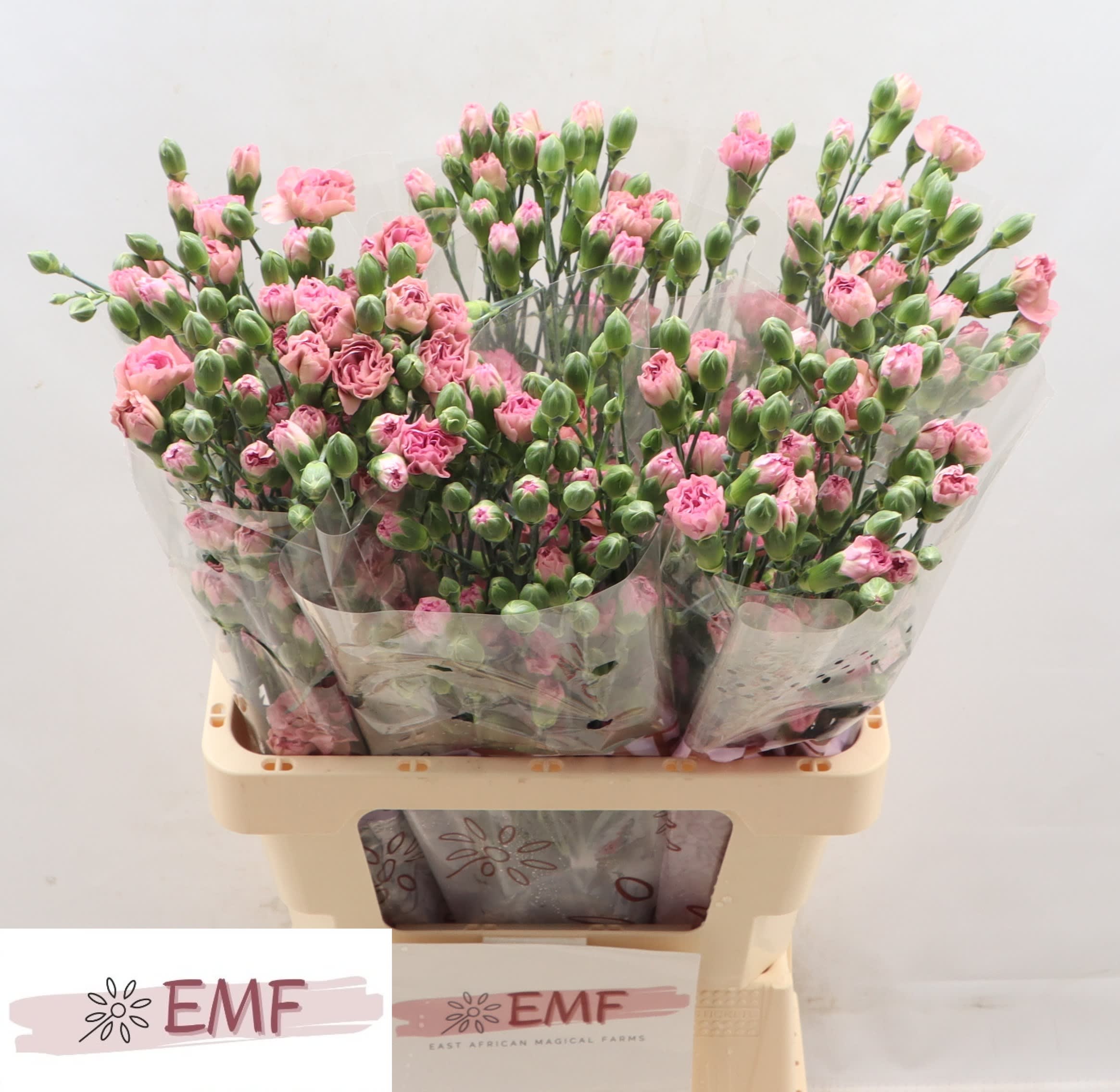 Срезанные цветы оптом Dianthus sp mocha sweet от 60шт из Голландии с доставкой по России