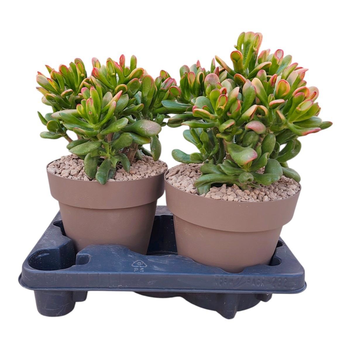 Горшечные цветы и растения оптом Crassula Hobbit Tricolor Potcover от 2шт из Голландии с доставкой по России