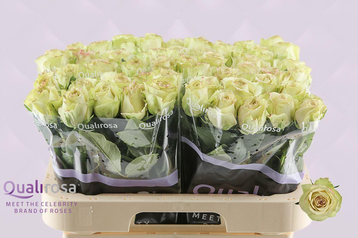 Срезанные цветы оптом Rosa large hypnose от 60шт из Голландии с доставкой по России