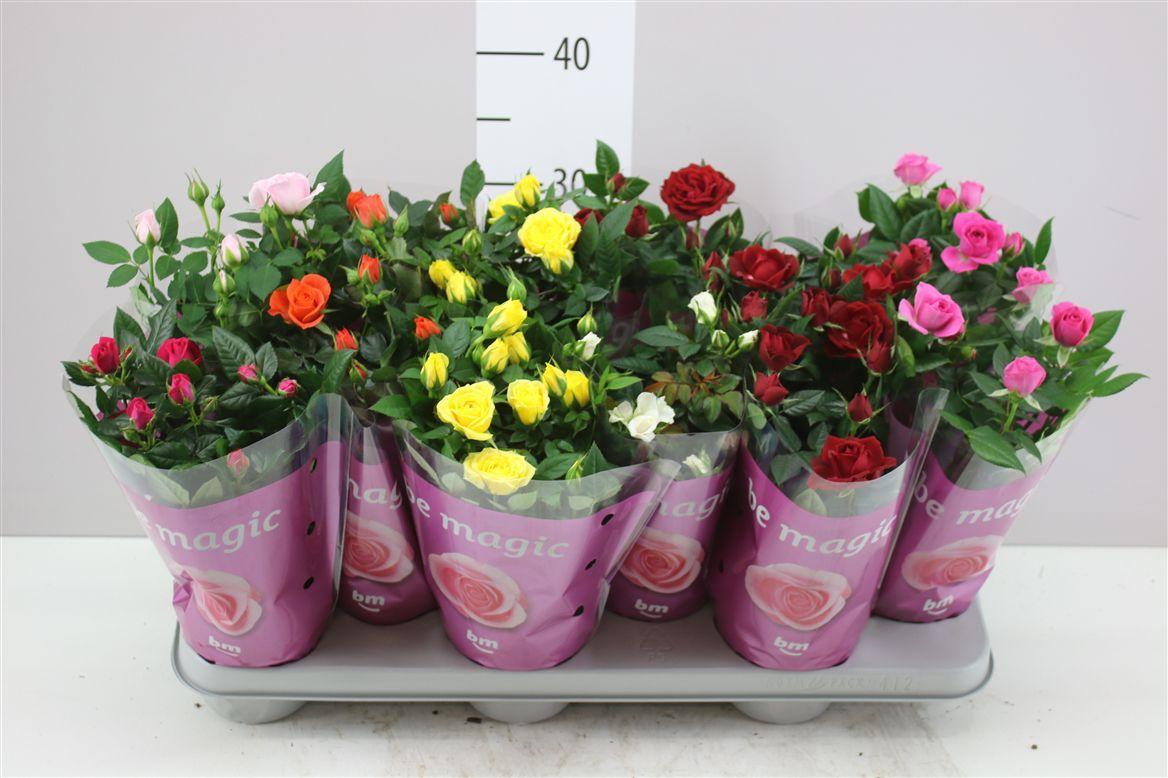 Горшечные цветы и растения оптом Rosa Beau Monde Gemengd от 12шт из Голландии с доставкой по России