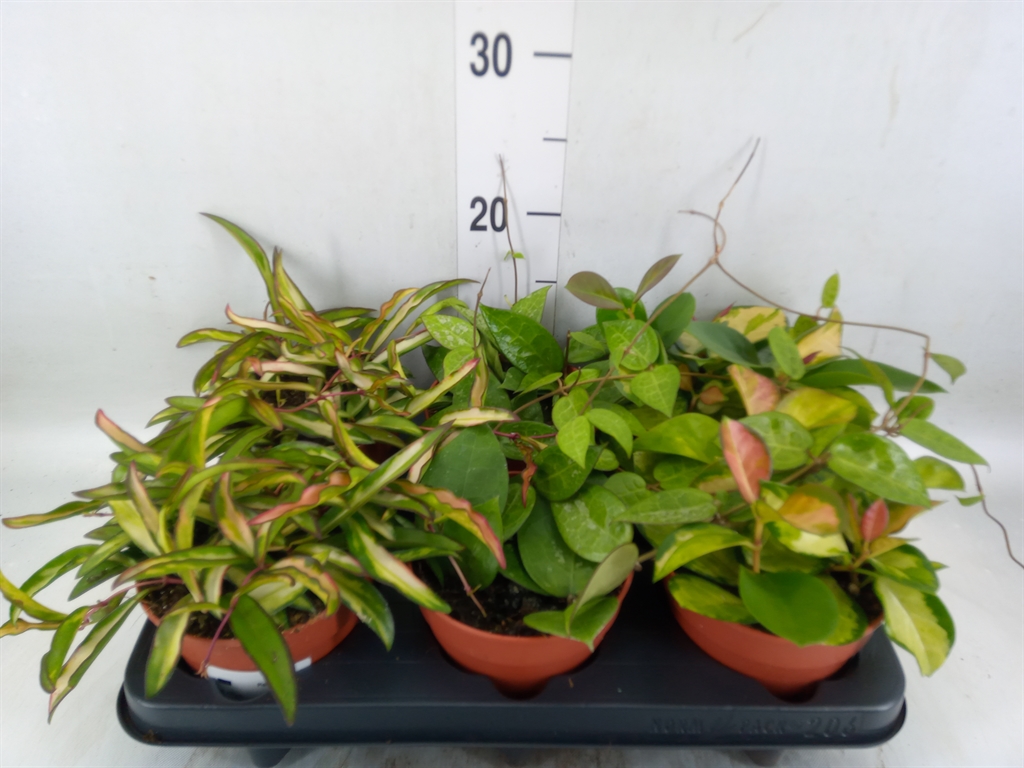 Горшечные цветы и растения оптом Hoya Carnosa от 6шт из Голландии с доставкой по России