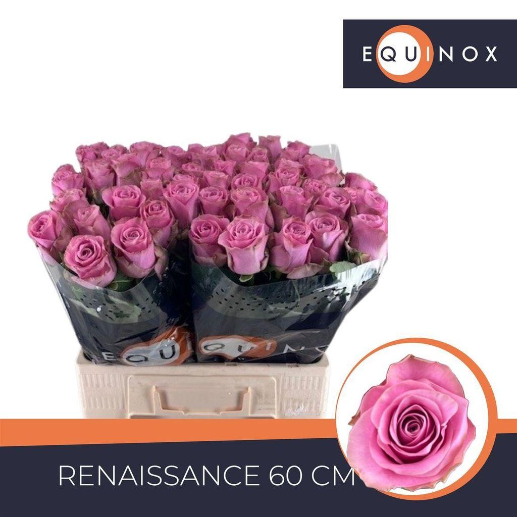 Срезанные цветы оптом Rosa large renaissance от 60шт из Голландии с доставкой по России