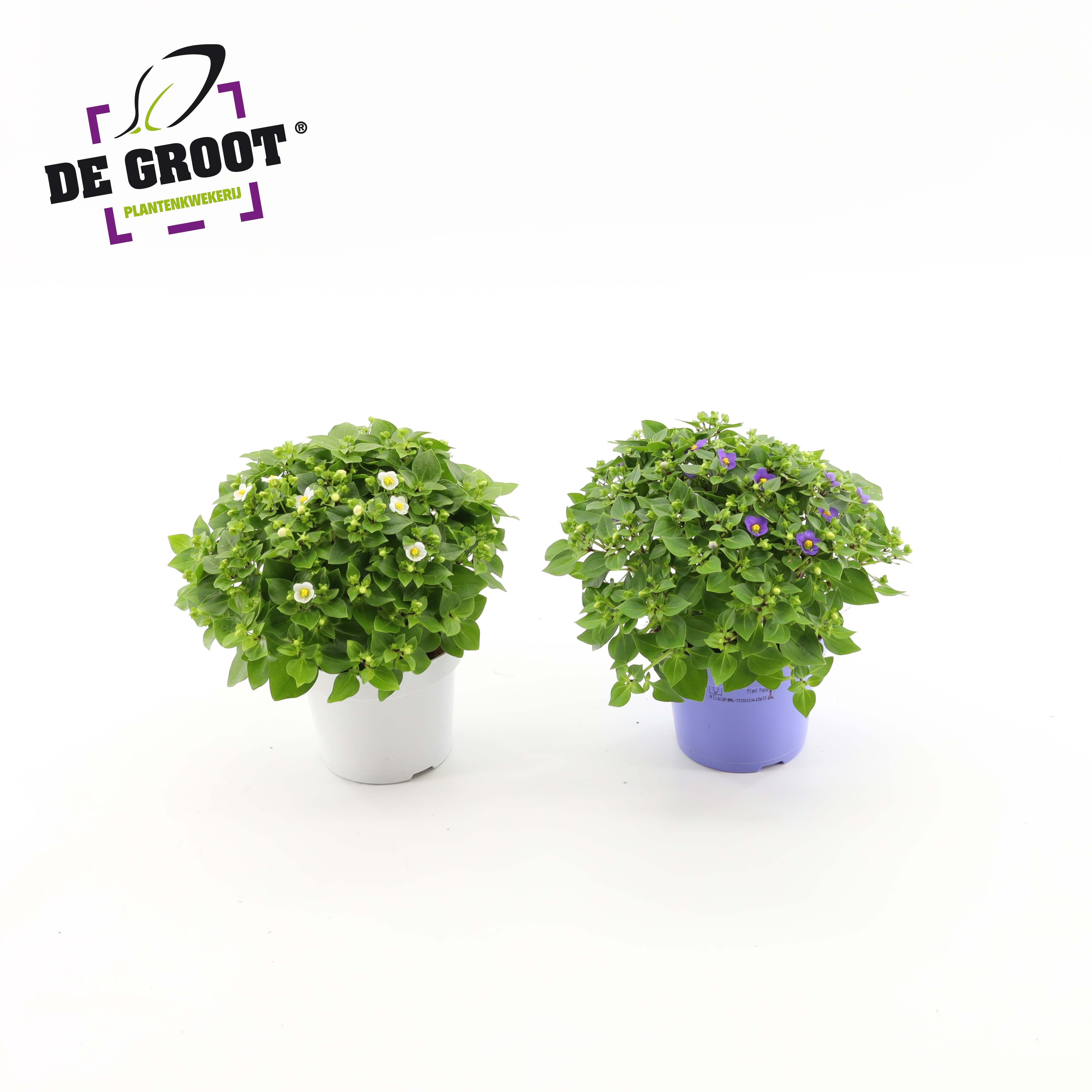 Горшечные цветы и растения оптом Exacum Affine Mix от 8шт из Голландии с доставкой по России