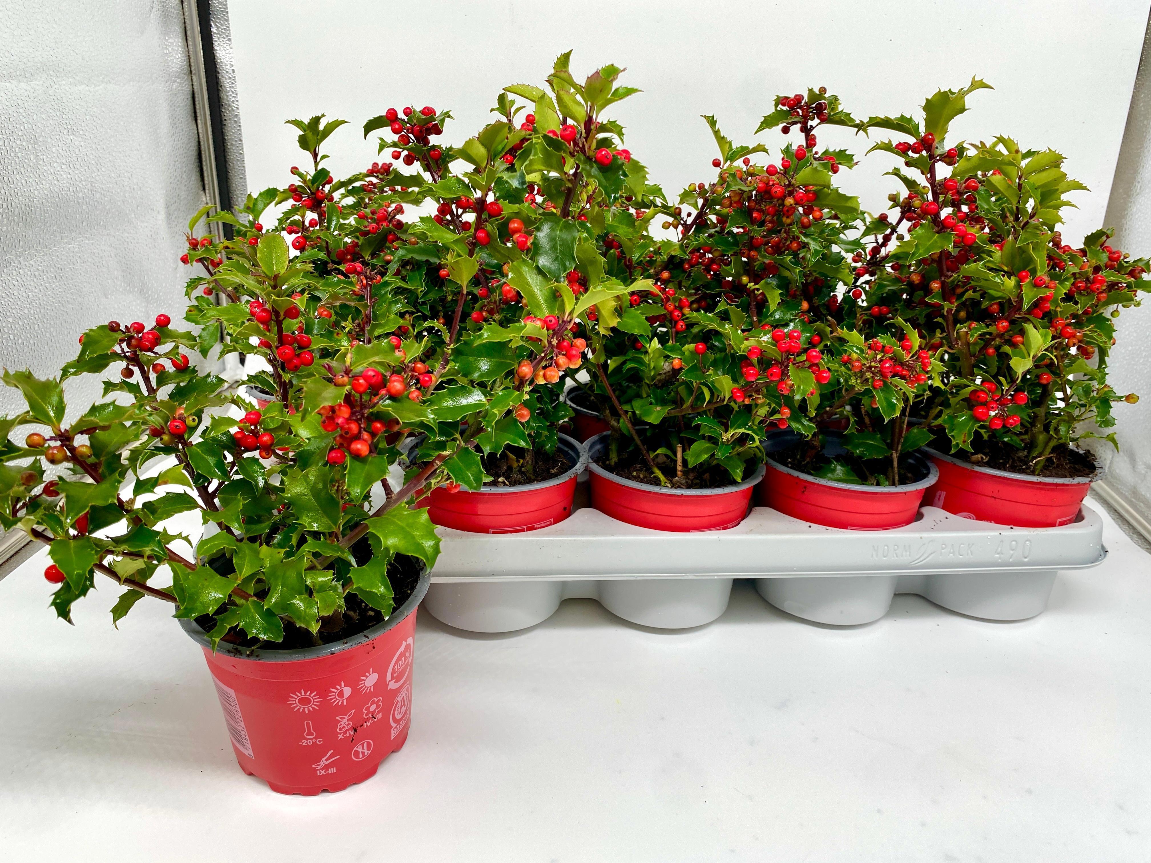 Горшечные цветы и растения оптом Ilex Meserveae от 10шт из Голландии с доставкой по России