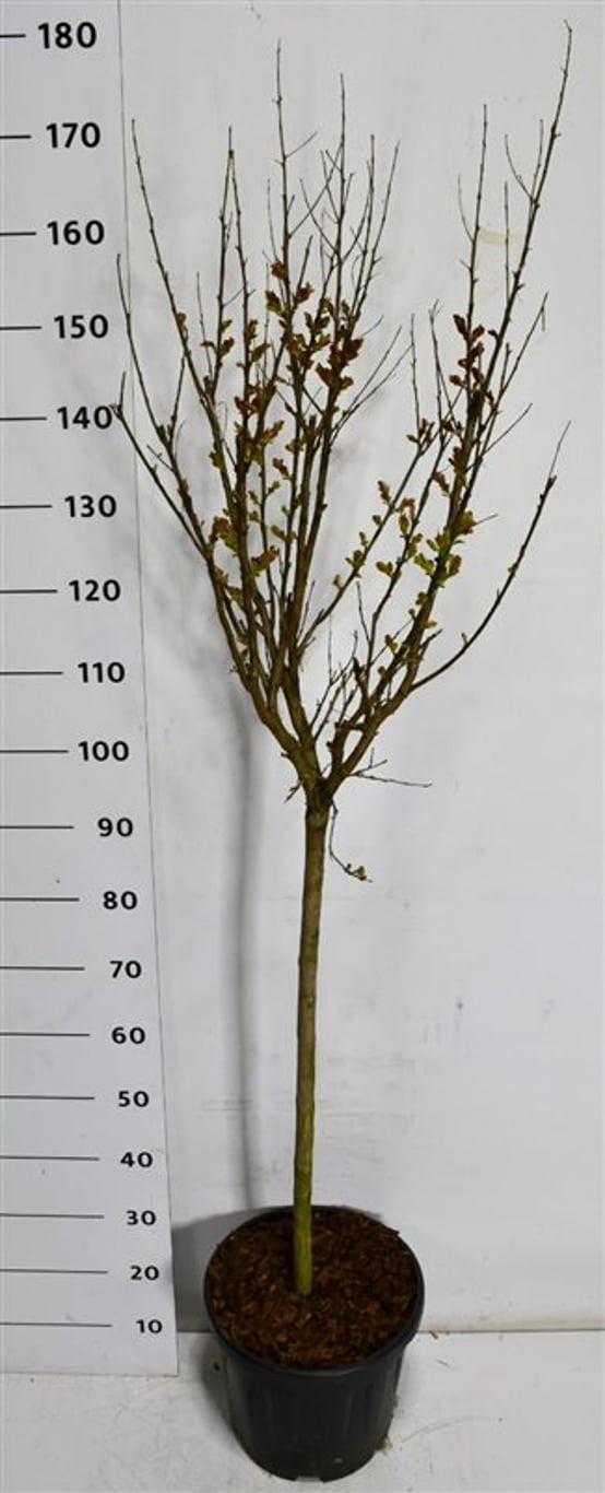 Горшечные цветы и растения оптом Lagerstroemia I. Pink Velour On Stem от 1шт из Голландии с доставкой по России