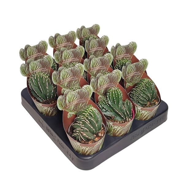 Горшечные цветы и растения оптом Marginatocereus Marginatus Crestato Potcover от 12шт (для телеги) из Голландии с доставкой по России