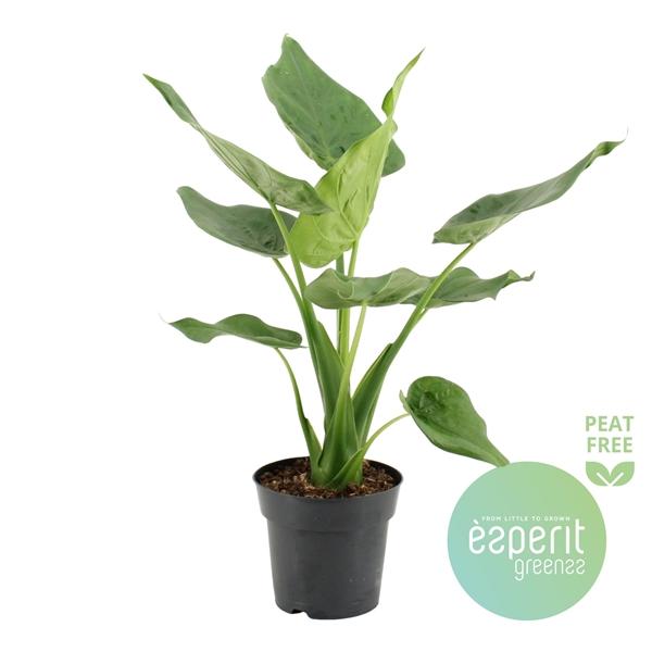 Горшечные цветы и растения оптом Alocasia Cucullata от 6шт (для телеги) из Голландии с доставкой по России