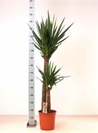 Горшечные цветы и растения оптом Yucca 90-45 Meerkop 2 Toef от 1шт из Голландии с доставкой по России