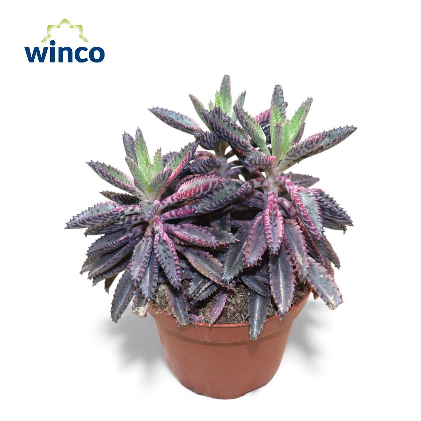 Горшечные цветы и растения оптом Kalanchoe Daigremont от 9шт из Голландии с доставкой по России