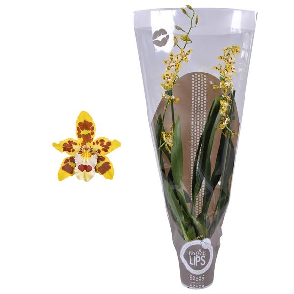 Горшечные цветы и растения оптом Odontoglossum 2st Mix Showsleeve от 6шт из Голландии с доставкой по России Горшечные цветы и растения оптом Odontoglossum 2st Mix Showsleeve от 6шт из Голландии с доставкой по России