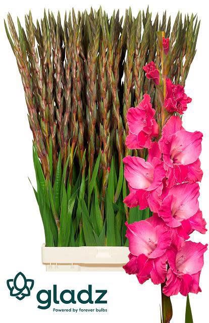 Срезанные цветы оптом Gladiolus la fairytale pink от 90шт из Голландии с доставкой по России