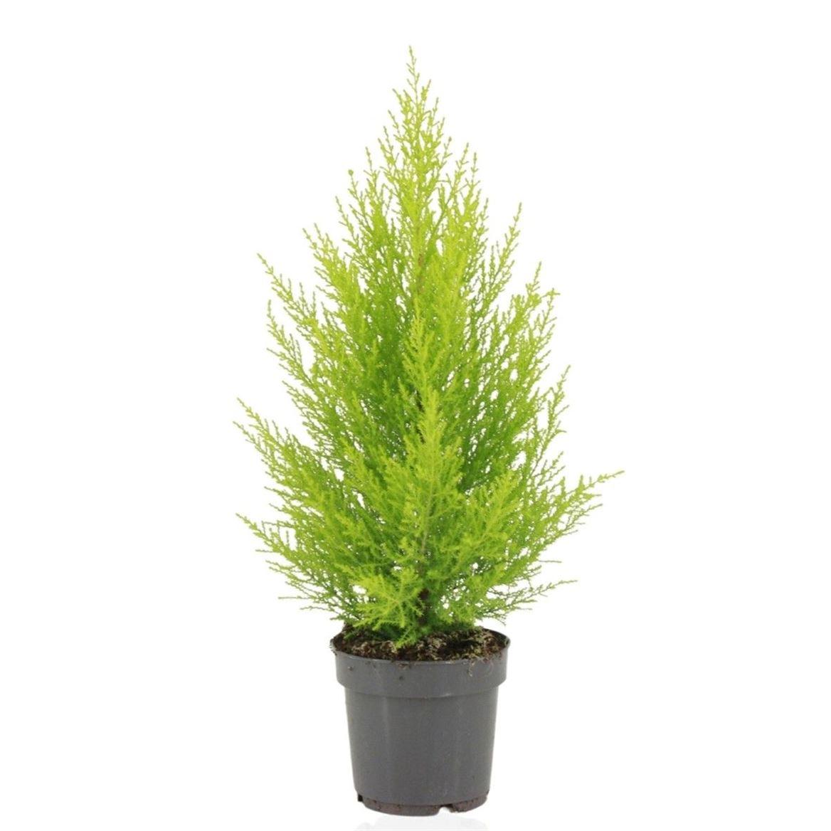 Горшечные цветы и растения оптом Cupressus Goldcrest Wilma от 8шт из Голландии с доставкой по России