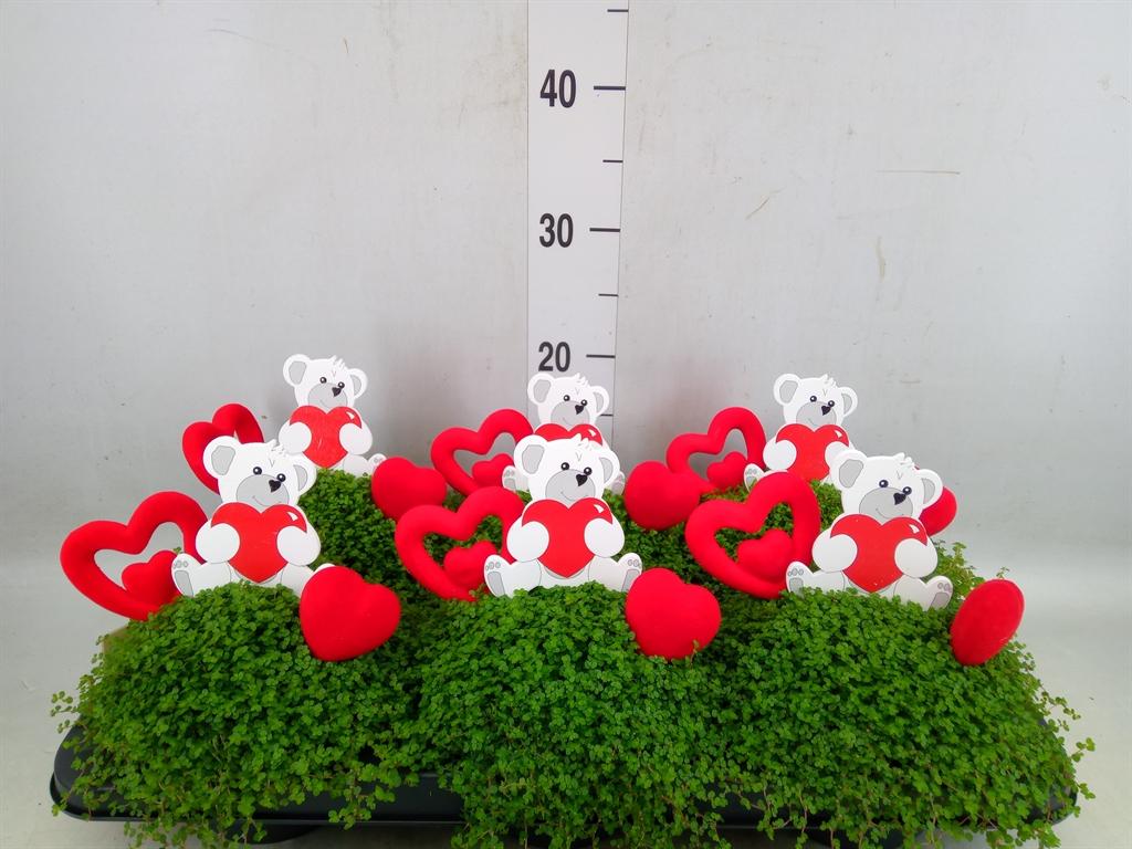 Горшечные цветы и растения оптом Soleirolia Soleirolii   ...green от 6шт из Голландии с доставкой по России