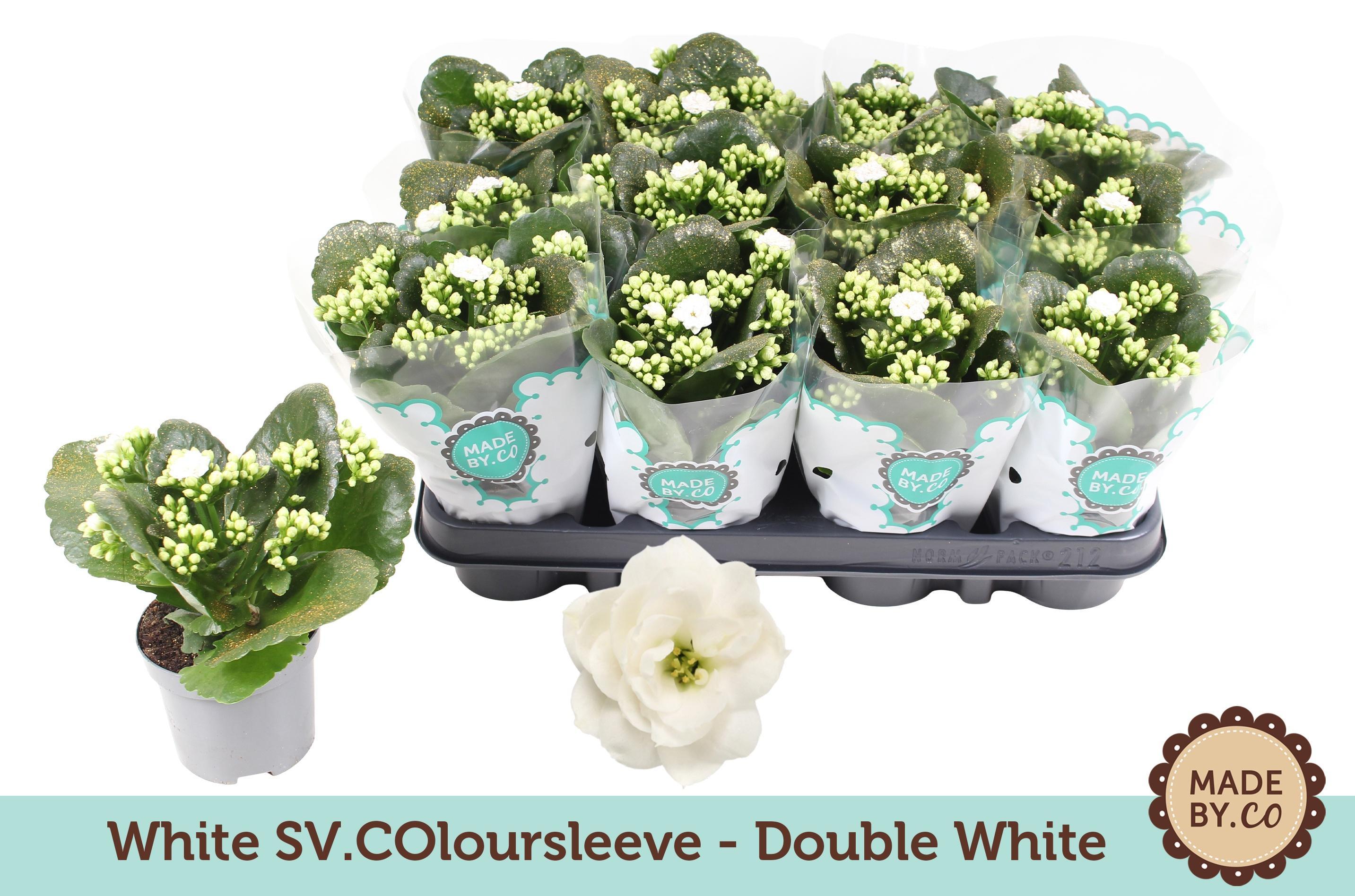 Горшечные цветы и растения оптом Kal Ros White от 12шт (для телеги) из Голландии с доставкой по России