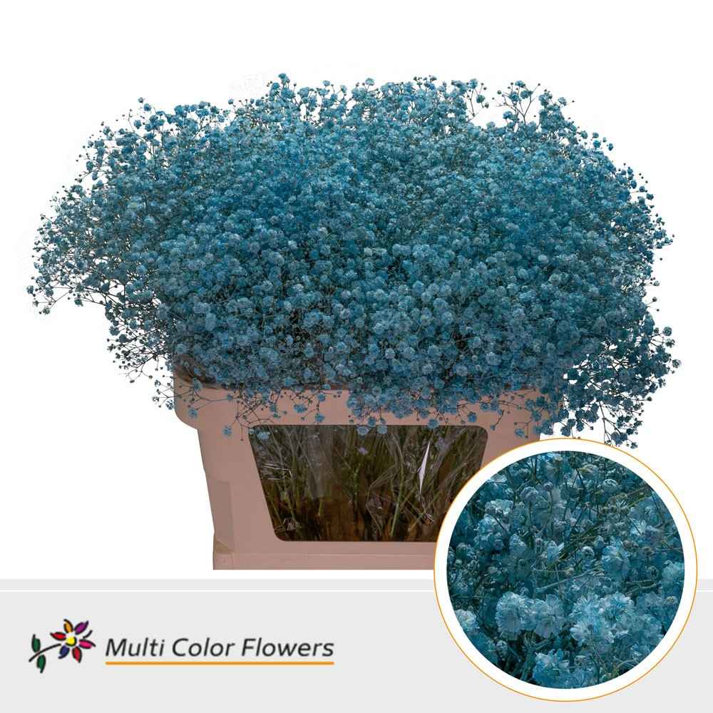 Срезанные цветы оптом Gyps large paint blue light от 50шт из Голландии с доставкой по России