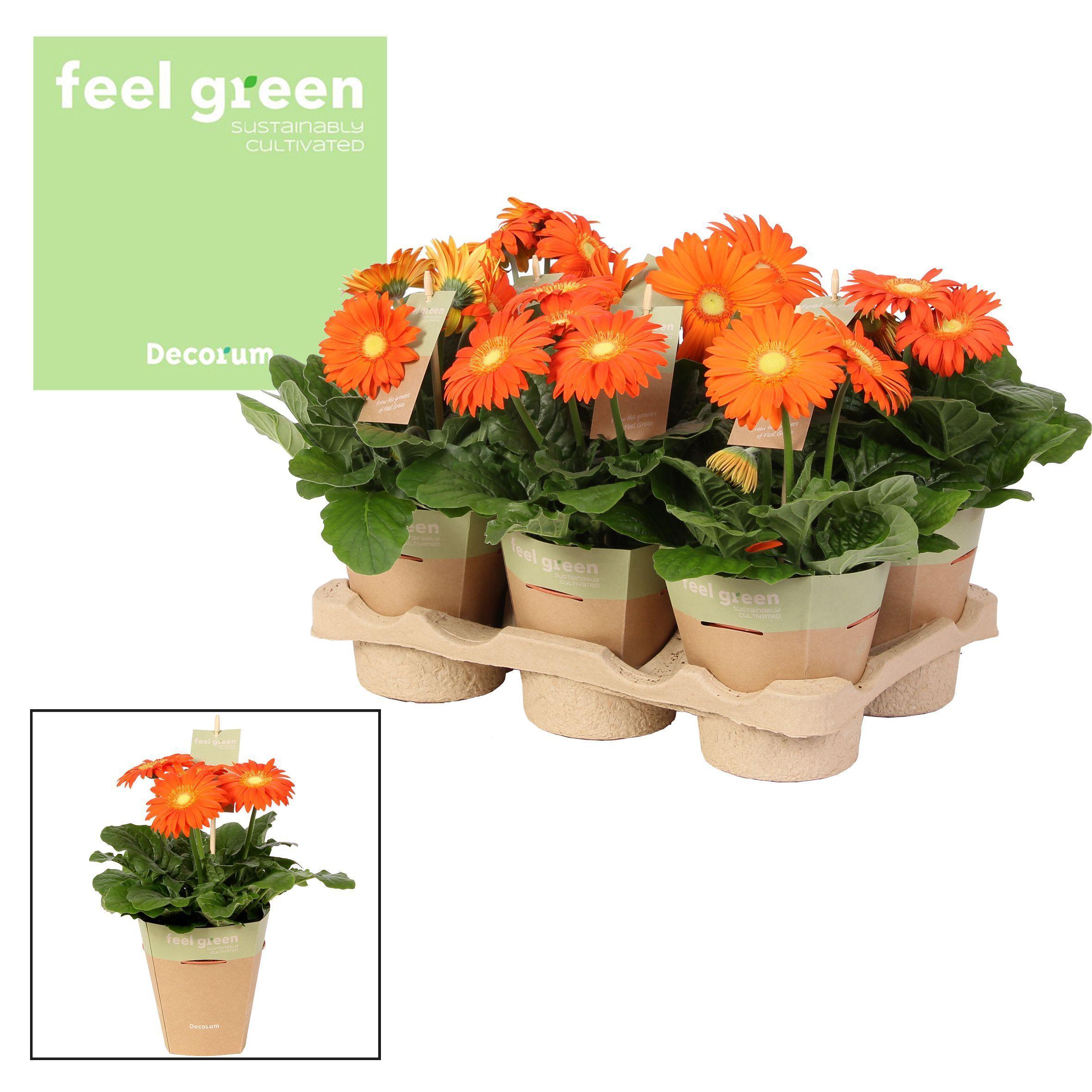 Горшечные цветы и растения оптом Gerbera Orange 2+ Feel Green (decorum) от 1шт (для телеги) из Голландии с доставкой по России
