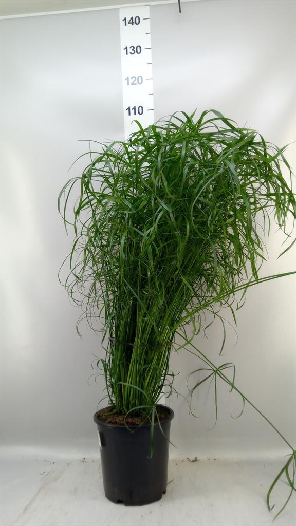 Горшечные цветы и растения оптом Cyperus Alternifolius от 1шт из Голландии с доставкой по России