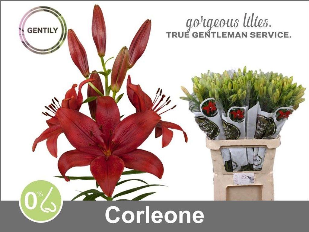 Срезанные цветы оптом Lilium la corleone от 60шт из Голландии с доставкой по России