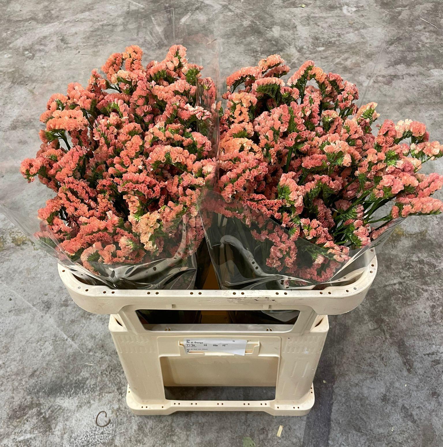 Срезанные цветы оптом Statice royal orange от 50шт из Голландии с доставкой по России