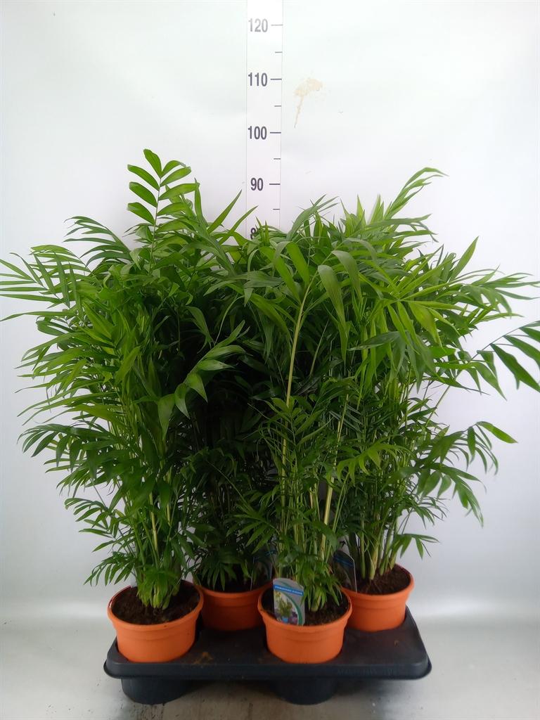 Горшечные цветы и растения оптом Chamaedorea Elegans от 4шт из Голландии с доставкой по России