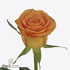 Срезанные цветы оптом Rosa large trinidad от 40шт из Голландии с доставкой по России