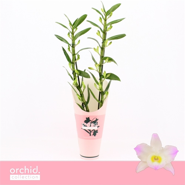 Горшечные цветы и растения оптом Den Nob 2st Kumiko Orchid Collection от 6шт из Голландии с доставкой по России