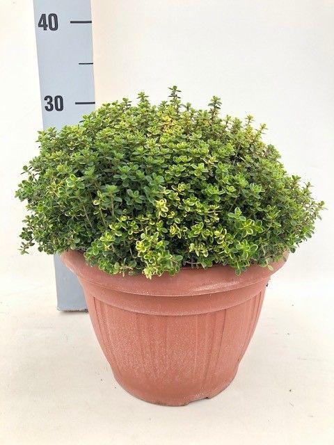 Горшечные цветы и растения оптом Thymus Aureus от 1шт из Голландии с доставкой по России