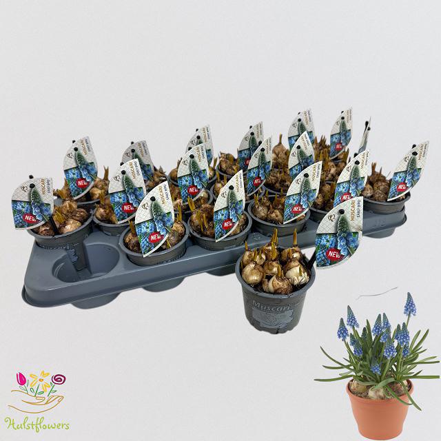 Горшечные цветы и растения оптом Muscar Early Bird от 18шт (для телеги) из Голландии с доставкой по России