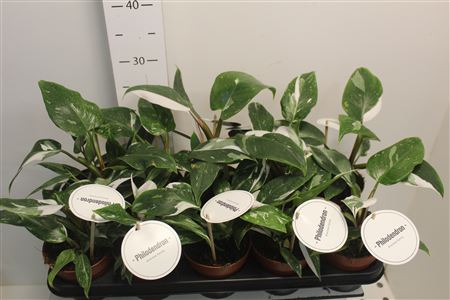 Горшечные цветы и растения оптом Philo White Princes от 10шт из Голландии с доставкой по России