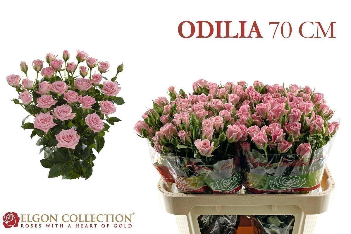 Срезанные цветы оптом Rosa spray odilia от 40шт из Голландии с доставкой по России