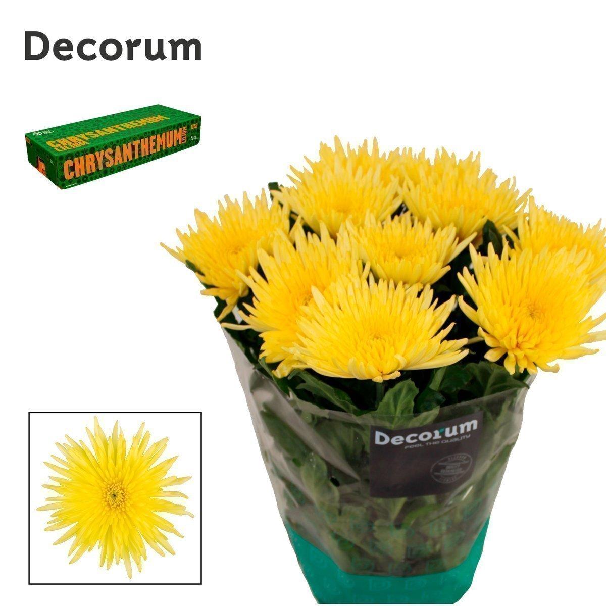 Срезанные цветы оптом Chrys bl anastasia sunny от 60шт из Голландии с доставкой по России