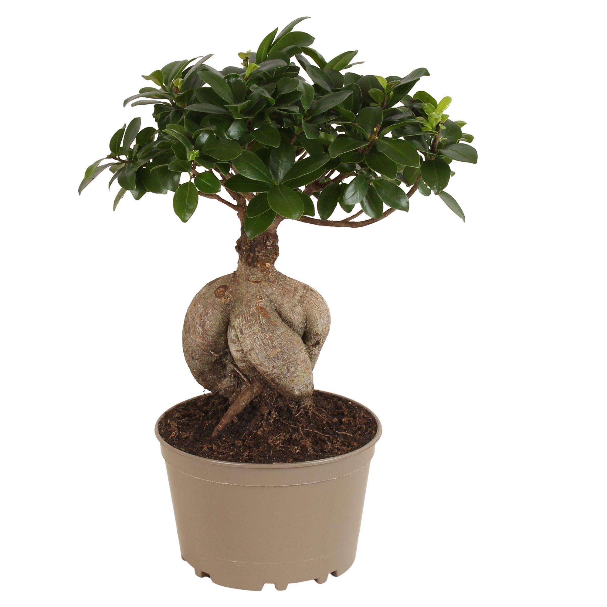 Горшечные цветы и растения оптом Ficus Ginseng In Plastic Pot от 3шт из Голландии с доставкой по России