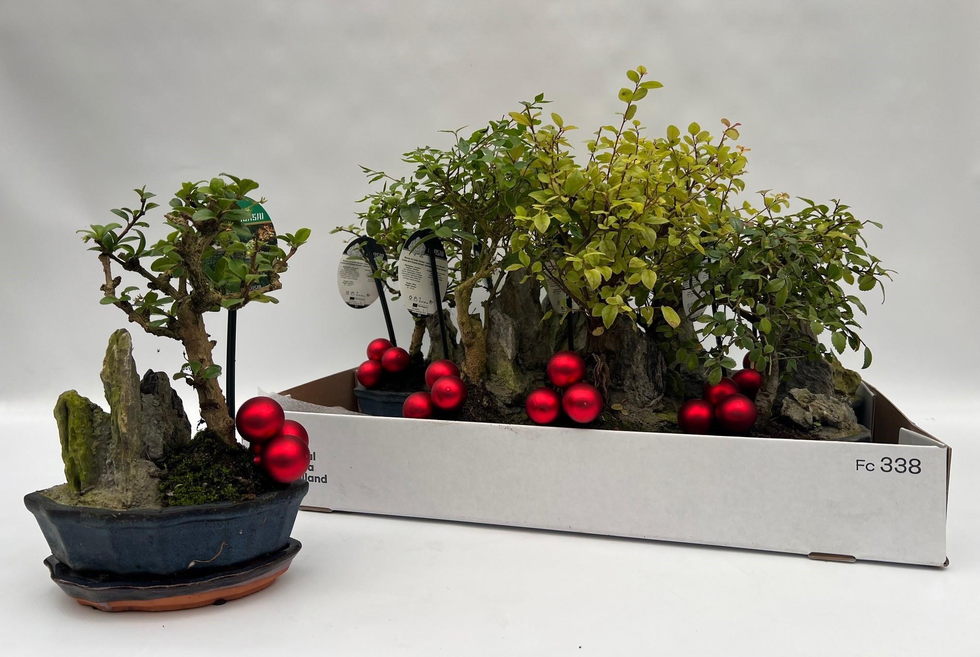 Горшечные цветы и растения оптом Bonsai Gem от 8шт из Голландии с доставкой по России