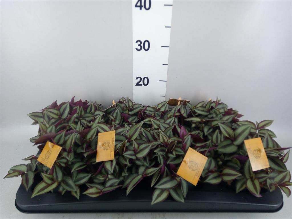 Горшечные цветы и растения оптом Tradescantia Zebr. purpusii от 8шт из Голландии с доставкой по России