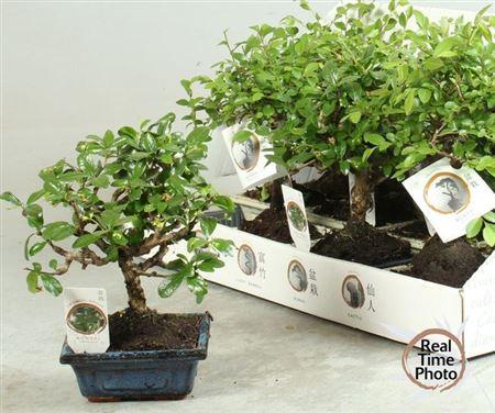 Горшечные цветы и растения оптом Bonsai Gem от 12шт из Голландии с доставкой по России