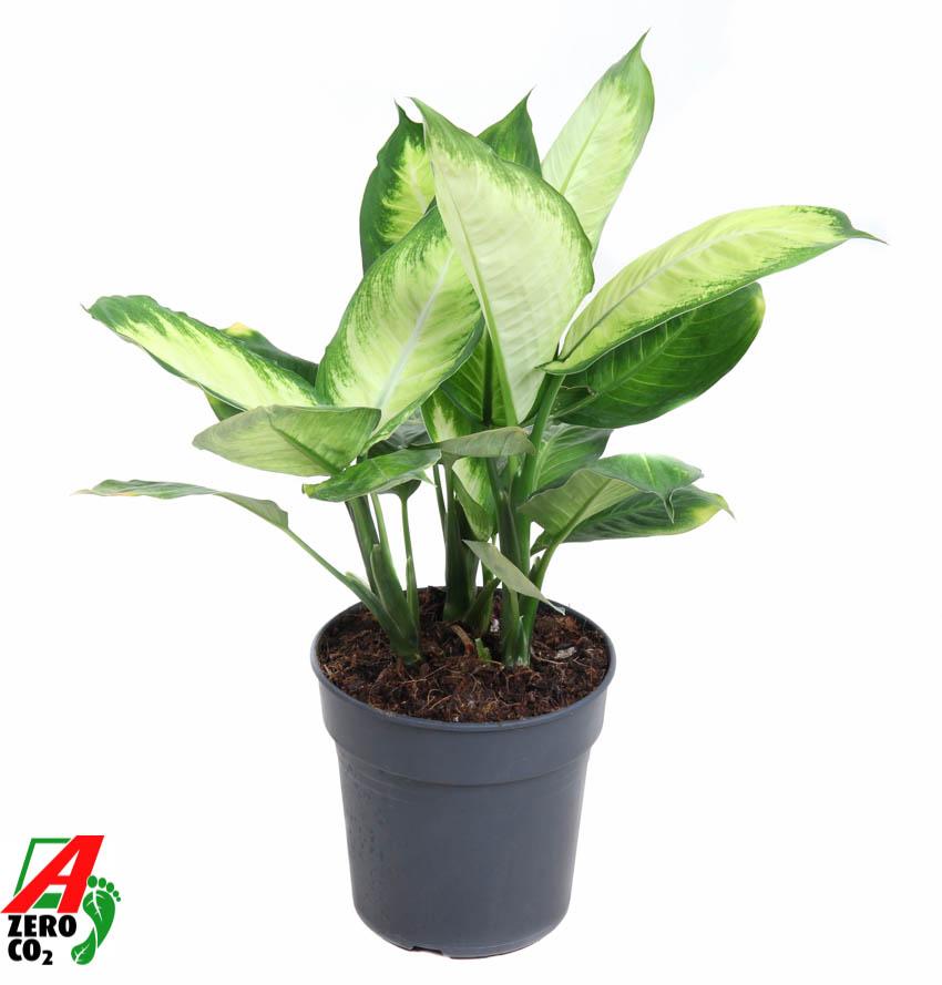 Горшечные цветы и растения оптом Dieffenbachia Tropic Marianna от 1шт из Голландии с доставкой по России