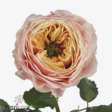 Срезанные цветы оптом Rosa la st peters park! от 10шт из Голландии с доставкой по России