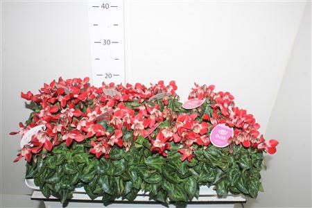 Горшечные цветы и растения оптом Cyclamen Djix Dark Red от 8шт (для телеги) из Голландии с доставкой по России