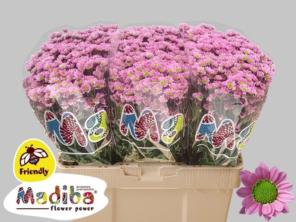 Срезанные цветы оптом Chrys sa madiba tanga pink от 75шт из Голландии с доставкой по России