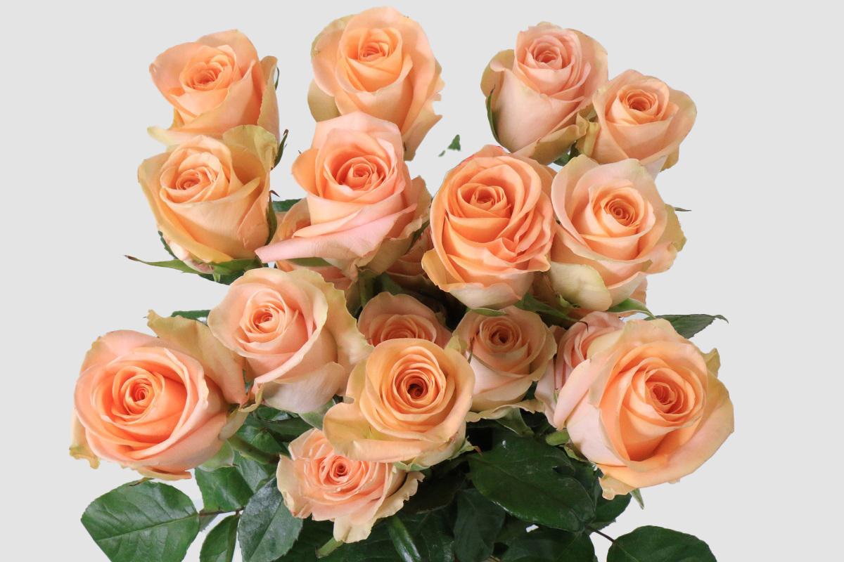 Срезанные цветы оптом Rosa ec tiffany от 50шт. из Голландии с доставкой по России