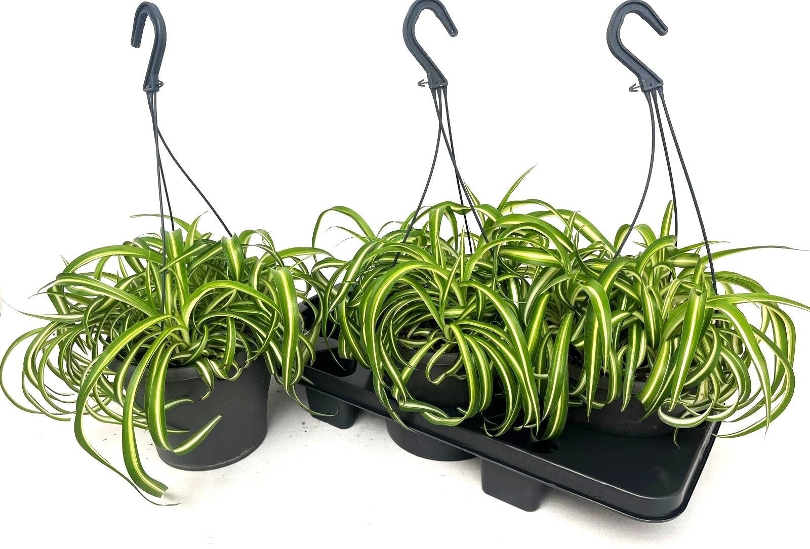 Горшечные цветы и растения оптом Chlor Com Bonnie от 3шт из Голландии с доставкой по России