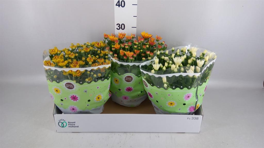 Горшечные цветы и растения оптом Chrysanthemum ..mix 4 от 3шт из Голландии с доставкой по России