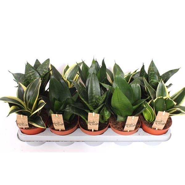 Горшечные цветы и растения оптом Sansevieria Hahnii Mix от 10шт из Голландии с доставкой по России