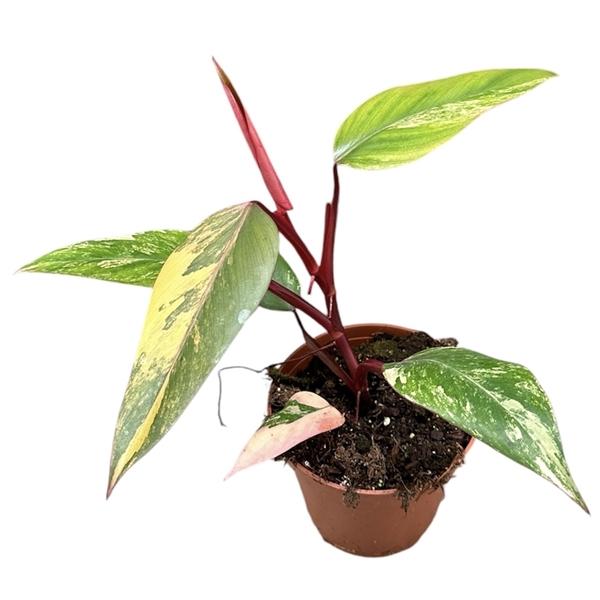 Горшечные цветы и растения оптом Philodendron Strawberry Shake от 1шт из Голландии с доставкой по России